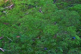 moss green forest natural spring