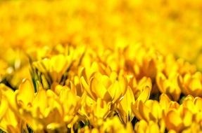 sea of yellow flowers