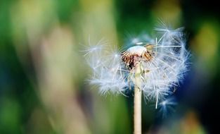 sow thistle grass summer background