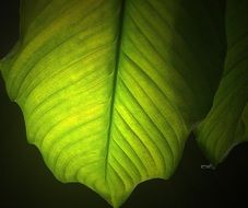 filigreed green leaf on a black background