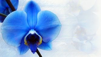 orchid stationery blue decorative