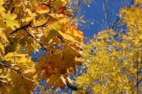 autumn leaves against the sky