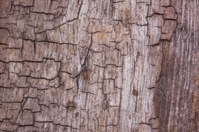 wood structure fund driftwood old