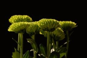 flower flowers nature macro