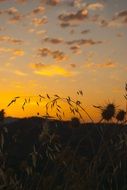 peaceful sunset on the wild meadow