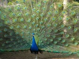 beautiul peacock open tail