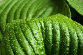 leaf green rain nature plant