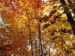 autumn fall color colour colorful