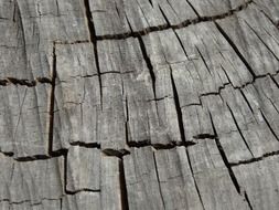 wood texture nature