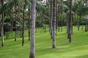 palm trees tropscher forest tropics