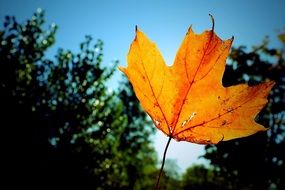 leaf fall colour orange blue