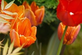 orange tulip blossoms as background
