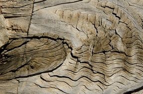 wood former veins texture
