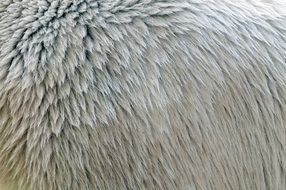 fur pattern texture polar bear