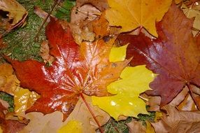 leaves of the golden autumn