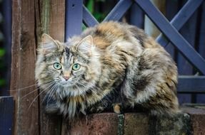 cat animal background brown