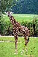 giraffe animal zoo neck close