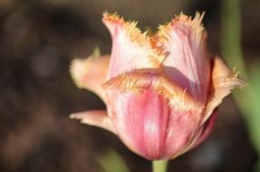 tulip lily spring nature flowers beauty in nature