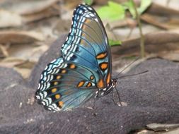 butterfly insect bug spring fly