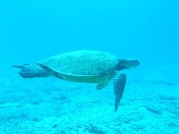 turtle ocean blue sea underwater