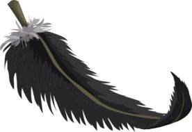 black feather plumage birds dark