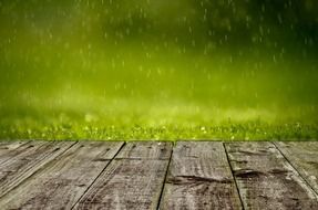 spring background green grass rain