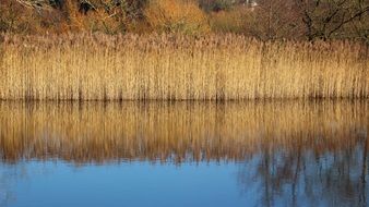 golden colour landscape lake reflections