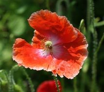 poppy red flowers poppies blossoms