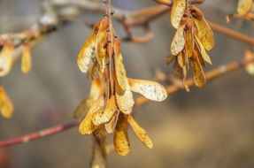 plant beans wallpaper material