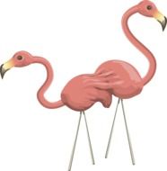 flamingos pink birds wildlife two