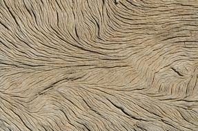 wood veins texture