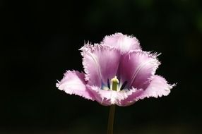 tulips holland spring nature tulip