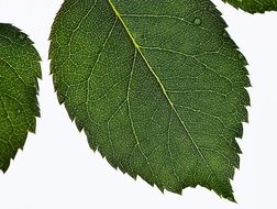 leaves roses on a white background