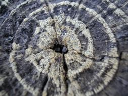 tree ring age wood trunk