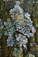 lichen trunk mossy nature forest