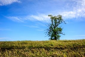 tree single green field horizon