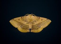 moth insect large cream brown
