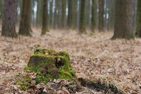 nature stump forest mist leaves