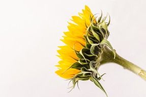 isolated side view of a sunflower