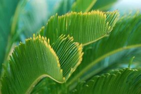green plant palm tree turquoise