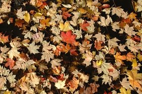 leaves autumn fall nature colors