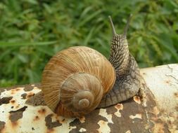 snails coiled shells spiral