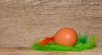 egg on colorful feathers