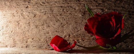 blossom rose red flower concrete wall