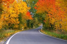 asphalted road along the autumn forest