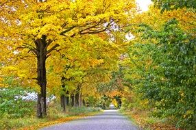 bright autumnal alley