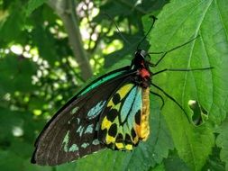 butterfly green blue yellow nature