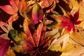 multi-colored autumn maple leaves