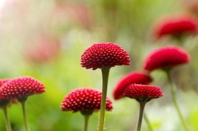 flower red summer close up spring