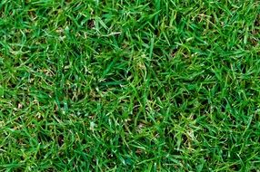 grass green texture pattern nature